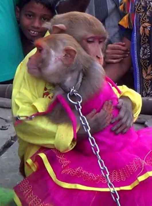 جشن عروسی میمون ها! +تصاویر
