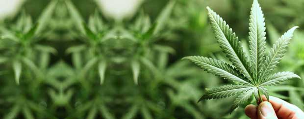 شاهدانه Cannabis