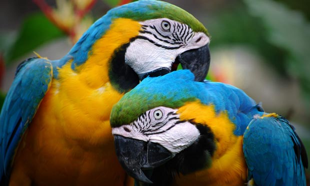طوطی parrots