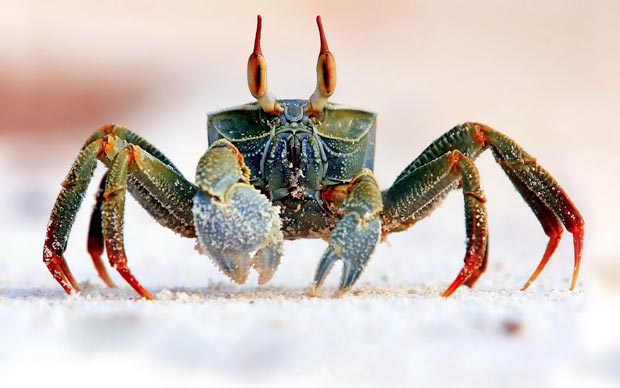 خرچنگ Crab
