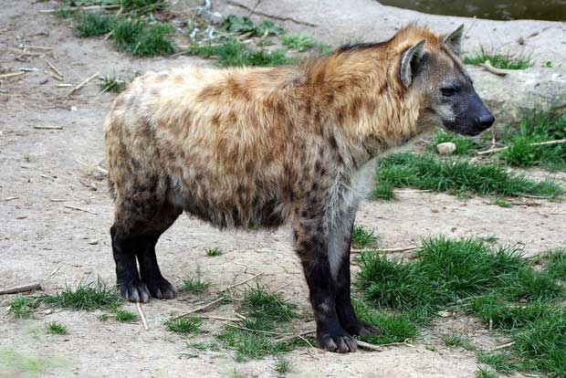 کفتار Hyena