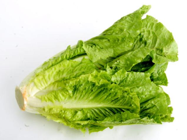 کاهو Lettuce