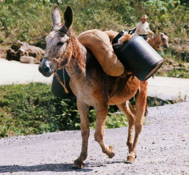 پالان Pack-saddle
