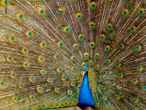 طاووس Peacock