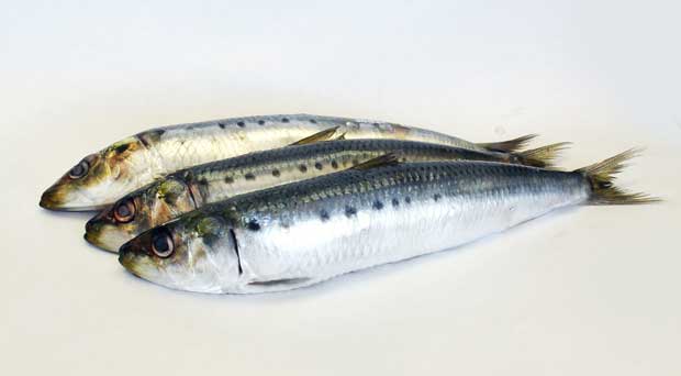ماهی ساردین Sardine