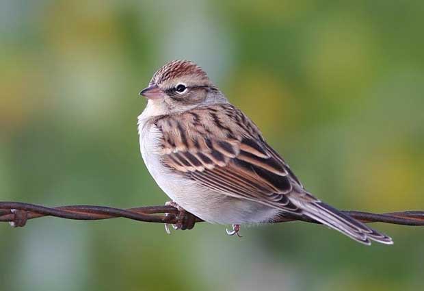 گنجشک Sparrow