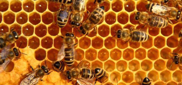 تعبیر خواب زنبور bees