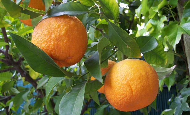 نارنج bitter-orange