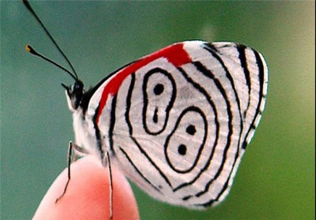 پروانه butterfly