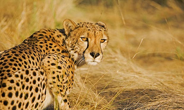 چیتا cheetah