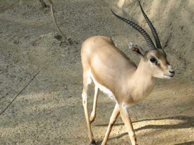 غزال gazelle