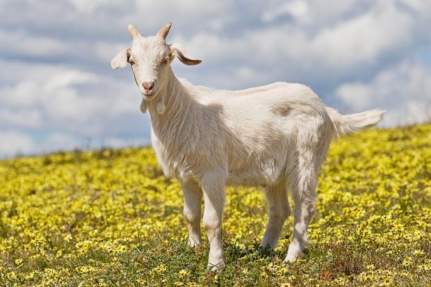 بز goat
