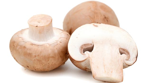 قارچ mushroom