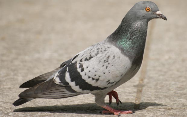 کبوتر pigeon