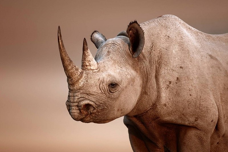 تعبیر خواب کرگدن rhino