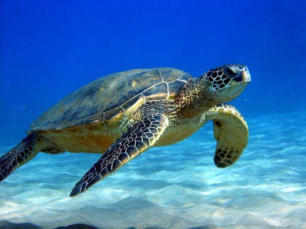 لاک پشت sea_turtle