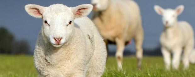 قربانی کردن sheep-sacrifice