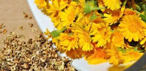 گل همیشه بهار