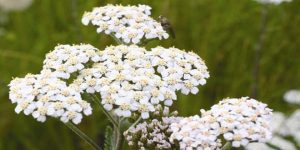 گیاه دارویی بومادران