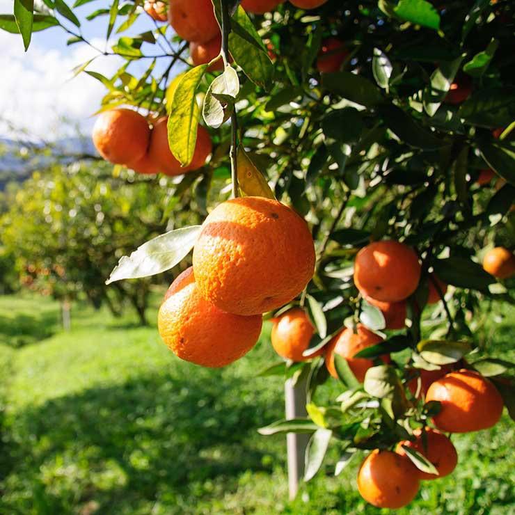منبع غذایی ویتامین c,پرتقال